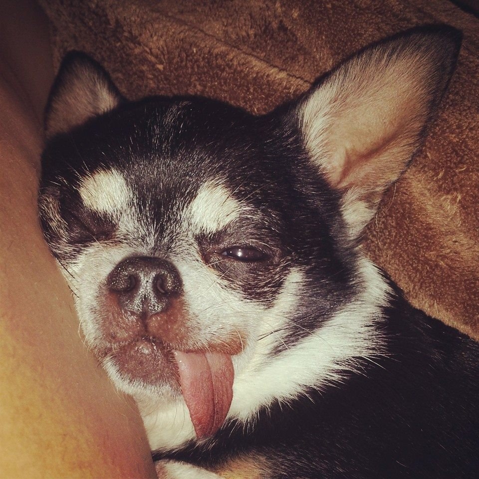 cagnolina cagnolina