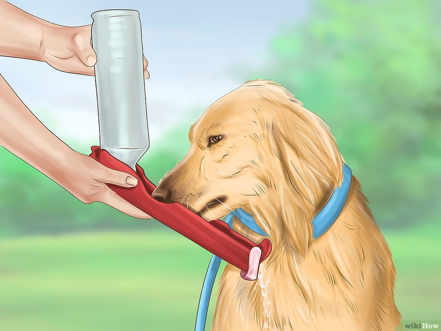 ESTATE: Come mantenere un cane fresco quando fa troppo caldo ESTATE: Come mantenere un cane fresco quando fa troppo caldo
