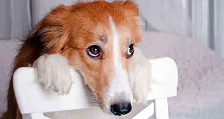 10 cose che non dovreste mai fare al vostro cane