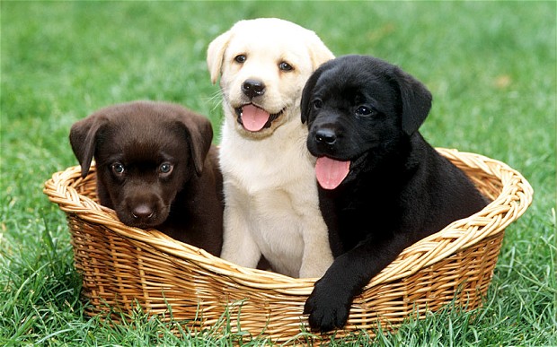 3-cute-labrador-puppies-with-different-colors