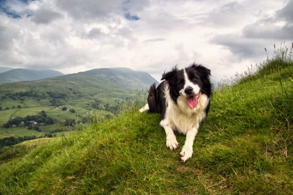 Border Collie