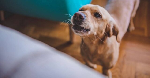 10 modi per calmare un cane che abbaia troppo, senza farlo agitare