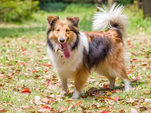 Shetland Sheepdog