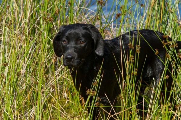 Labrador Retriever