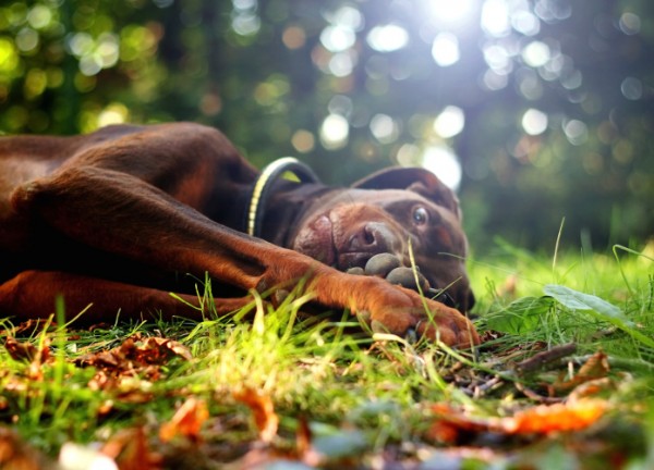 Doberman Pinscher