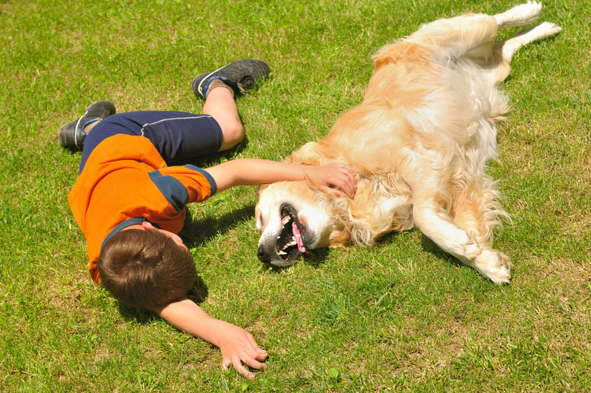 dog-dog_guide-a_young_boy_rolling_around_on_the_grass_with_his_golden_retriever