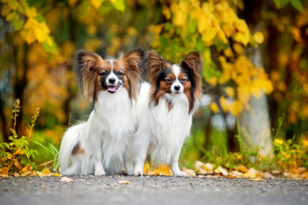 cane Papillon