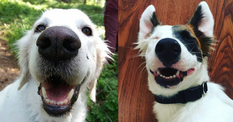 10+ Cani che vogliono sorriderti e metterti il buon umore!