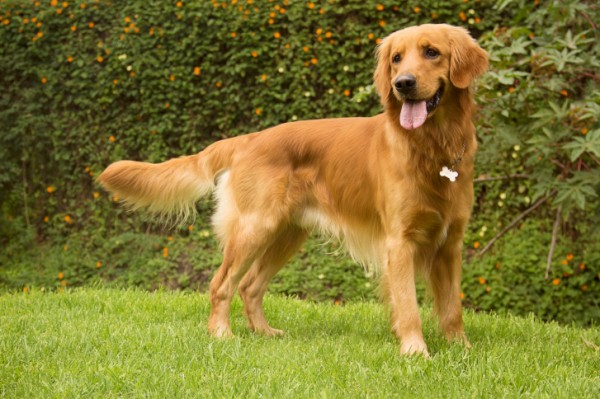 Golden Retriever