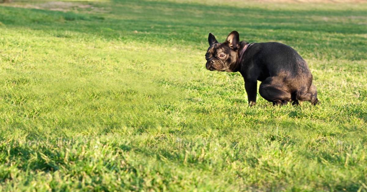 Perché i cani ci fissano negli occhi mentre fanno la cacca?