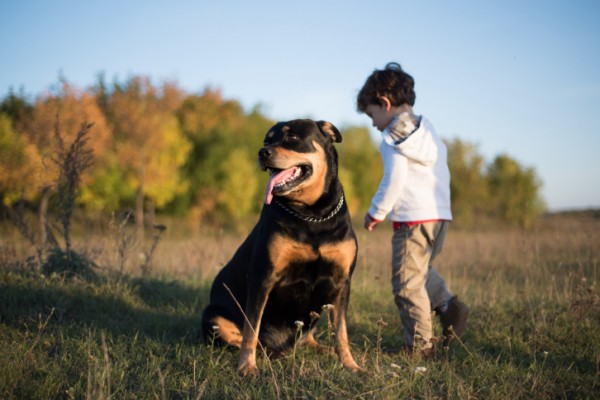 Rottweiler