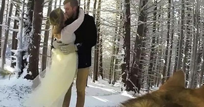 Questa coppia decide di affidare il video delle nozze al proprio cane: Il risultato? il miglior video di nozze mai realizzato!