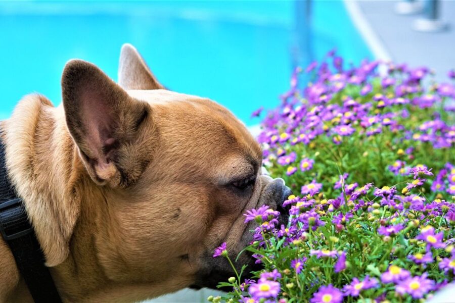 allergia del cane ai pollini