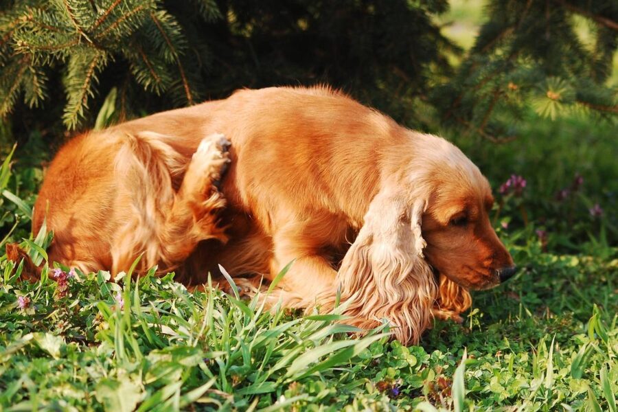 cane che si gratta