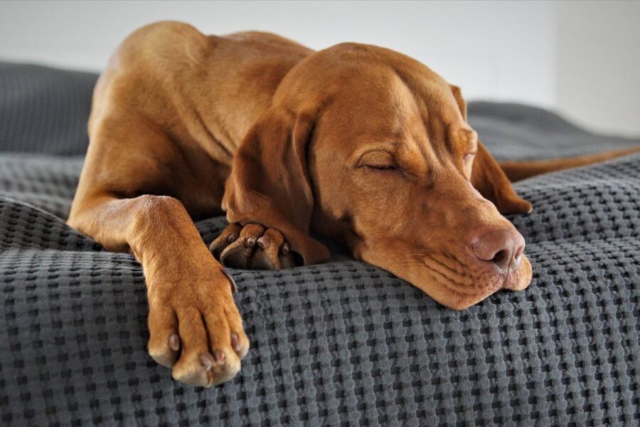 cane che dorme sul divano