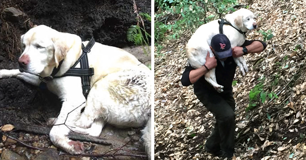 Questo cane cieco viene ritrovato in montagna dopo essere scomparso per 8 giorni. I suoi umani pensavano di non rivederlo mai più…