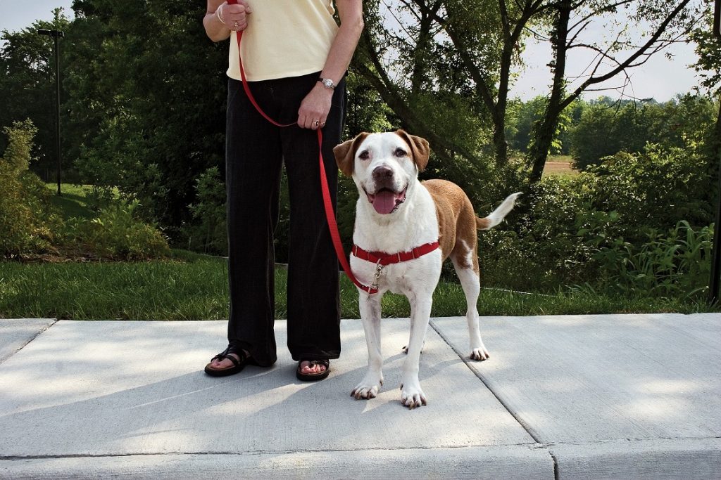 cane-a-passeggio