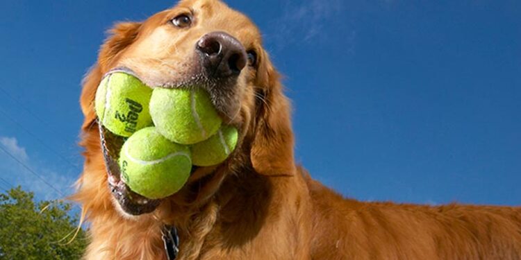 cane con palline in bocca