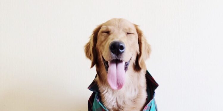 cane con lingua di fuori che sorride