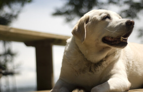 cane felice al sole