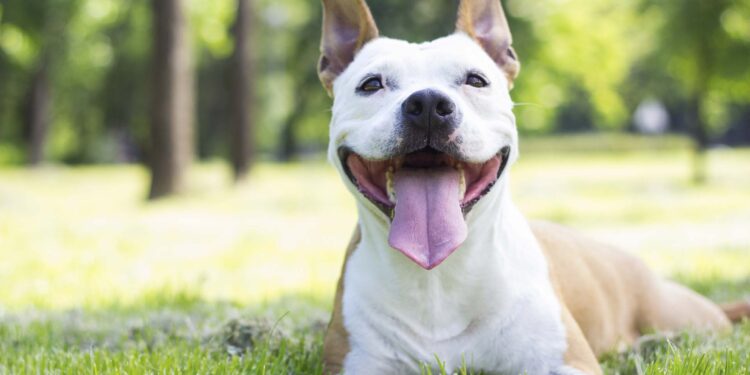 Cane felice con lingua di fuori