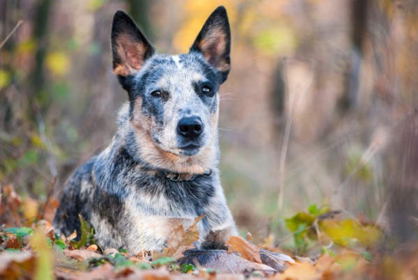 Australian cattle dog