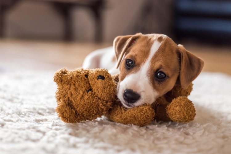 Il cane pensa di te qualcosa che ignori: ecco cosa