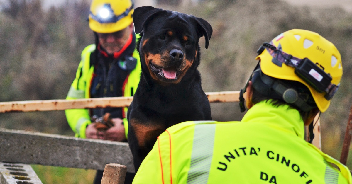 cane addestrato al soccorso umano