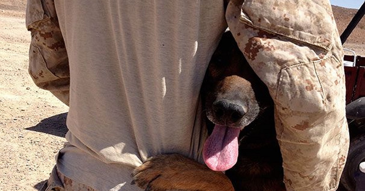 cane e soldato