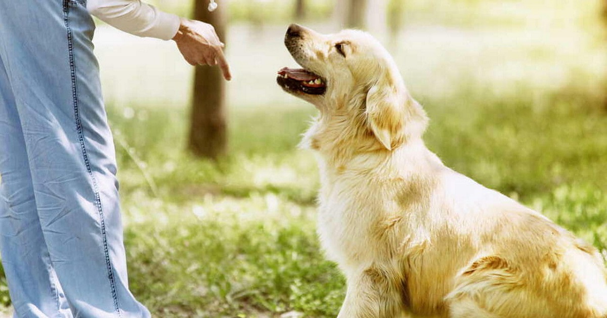 cane che fa addestramento