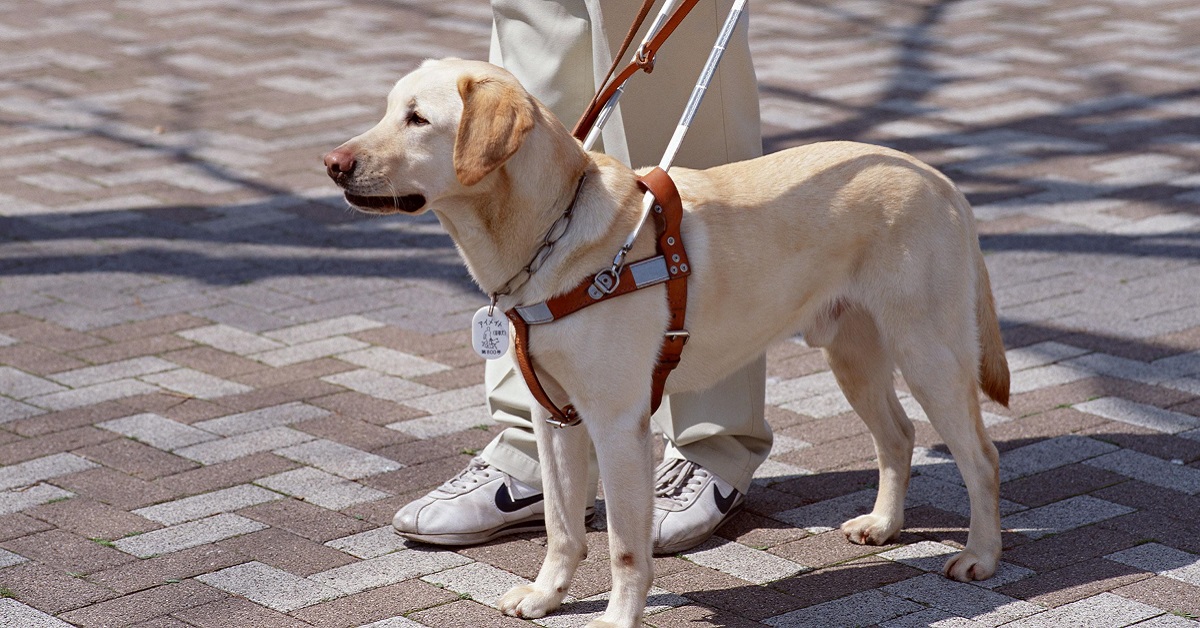 cane labrador di servizio