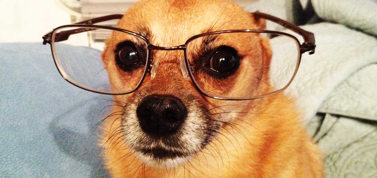 cane con occhiali per sembrare intelligente