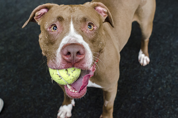 celebrate-adopt-a-shelter-dog-month-bonnie-589x393