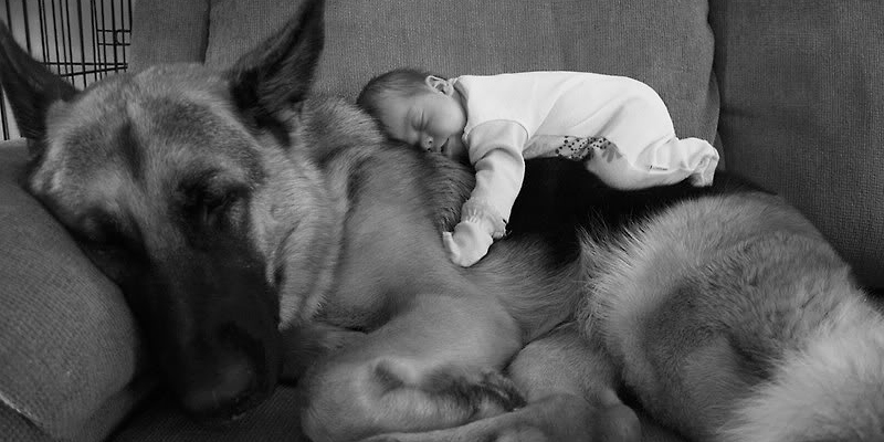 Cani, bambini e tenerezza: 30 (e più) foto che raccontano il legame