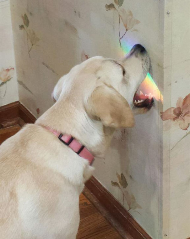 dog-fails-44-584e72e52df6d__605