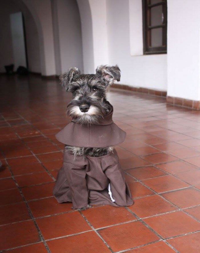 Esiste Un Cane Monaco Si Chiama Frate Bigoton