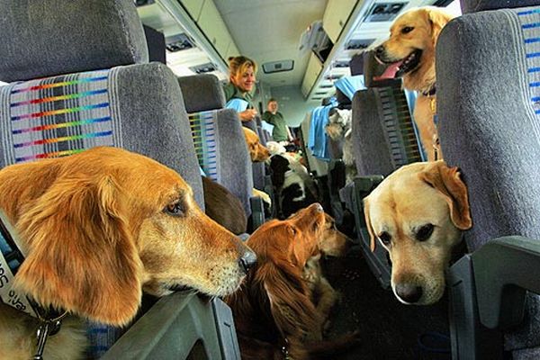dogs-on-a-plane