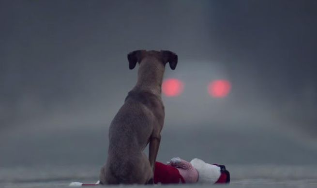 Tutte le persone che hanno un cane dovrebbero vedere almeno una volta nella vita questo meraviglioso video.