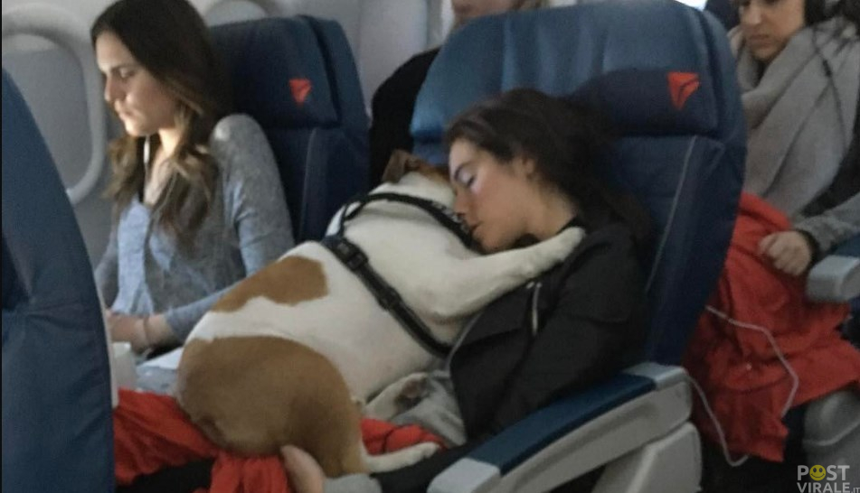 Cani mai più in stiva! Adesso potranno viaggiare in cabina con noi