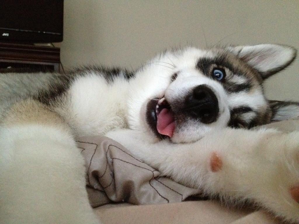 husky