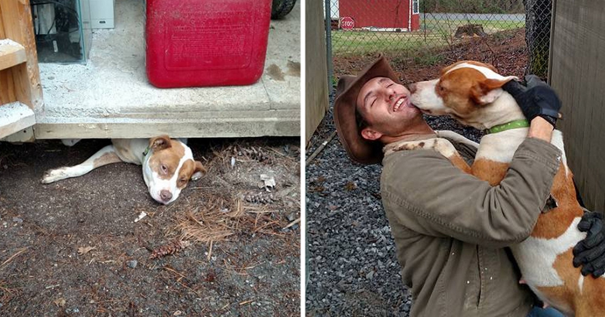 Questa cagnolina incinta rimane incastrata sotto un capanno. Quando viene salvata non smette di ringraziare il suo soccorritore!