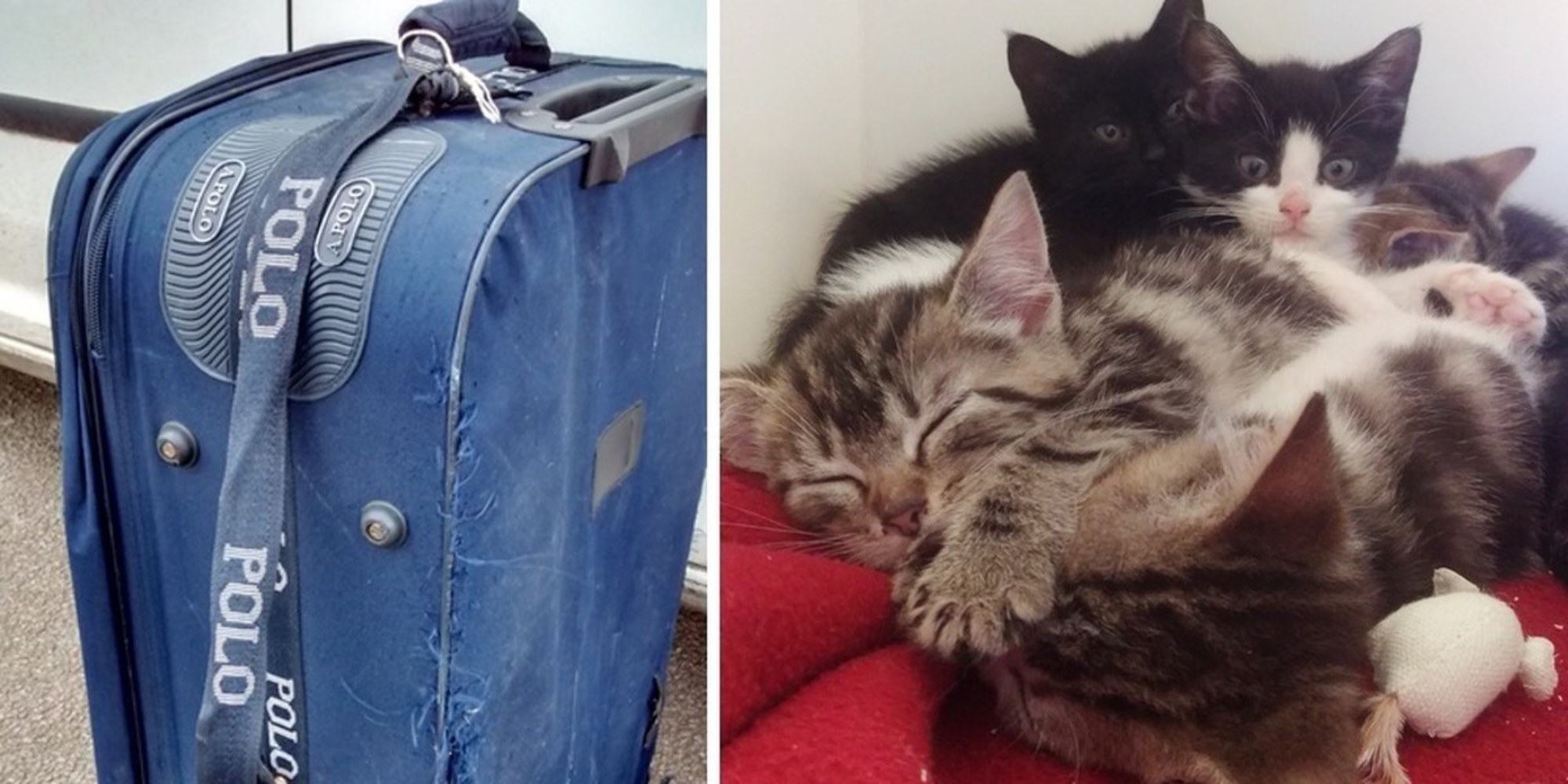 Un cane trova una valigia in un binario abbandonato alla stazione… Dentro ci sono 9 gattini.