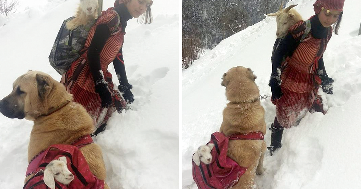 Una bambina e il suo cane hanno salvato una mamma capra insieme al suo cucciolo. Questa è la cosa più dolce che vedrete oggi!