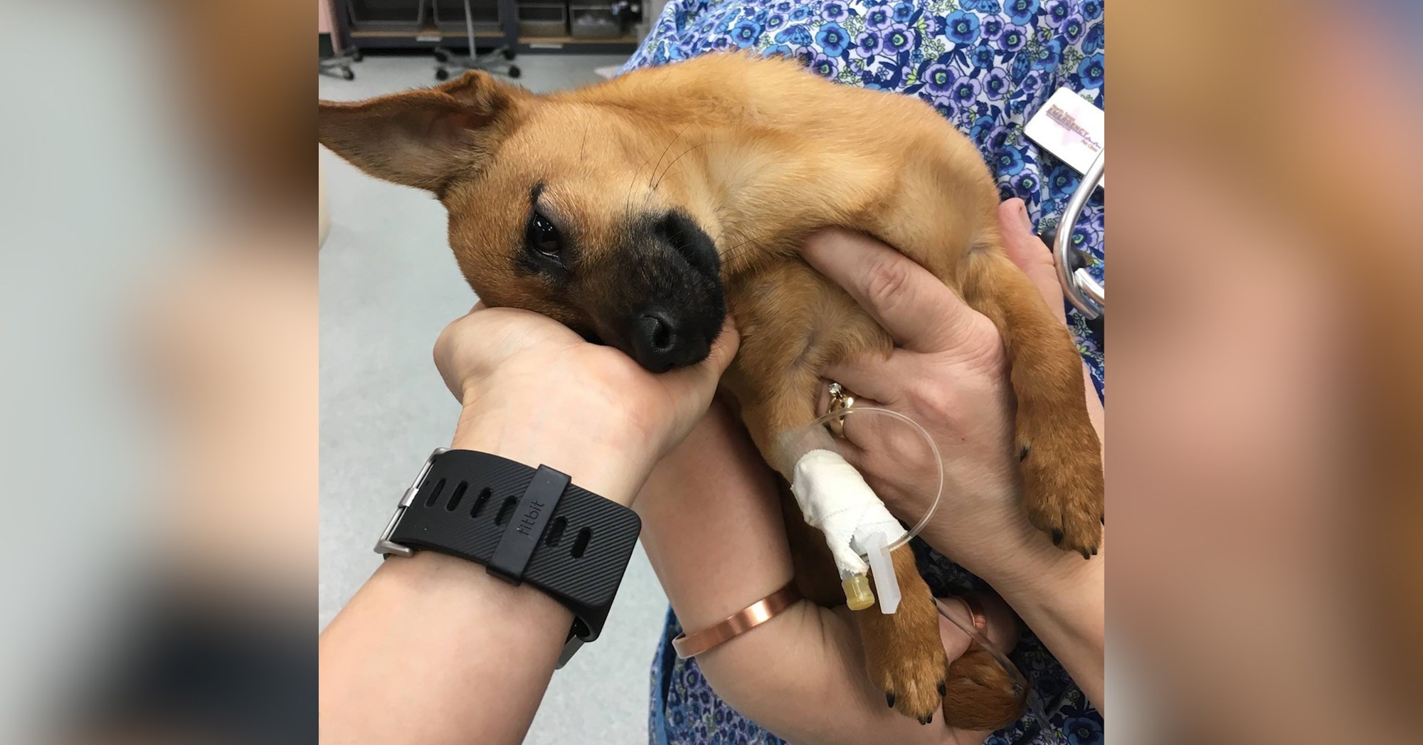 Cucciolo in overdose da eroina: Lucky, salvato da morte certa