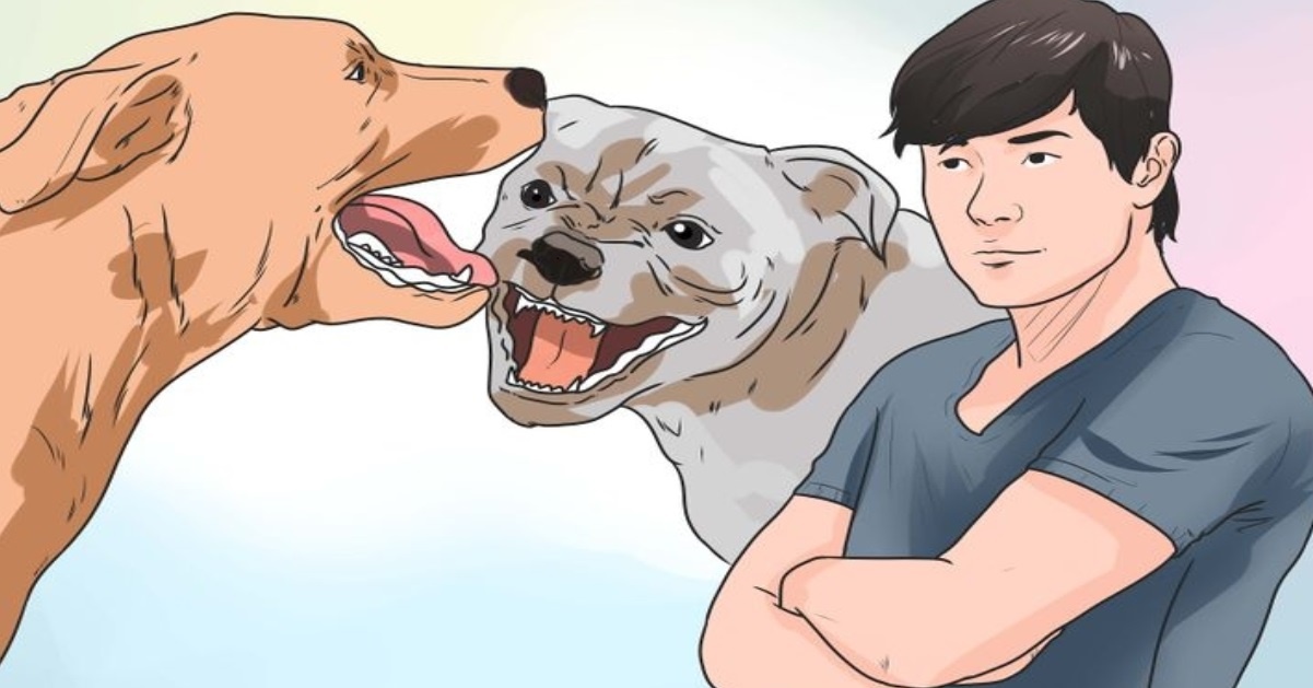 5 modi efficaci per dividere due cani che litigano