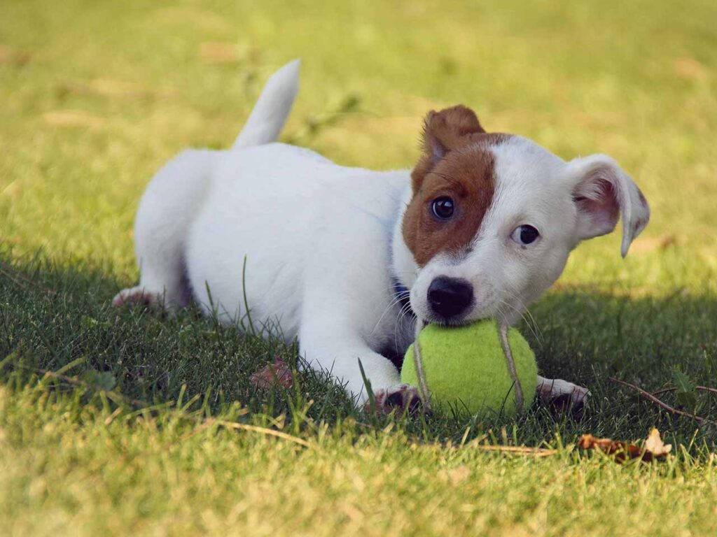 cane che gioca con la palla