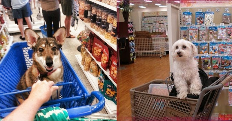 10+ Cani che fanno shopping con i loro umani nei negozi Dog-Friendly!