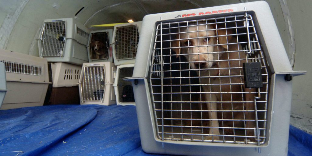 HATTIESBURG, MS - SEPTEMBER 22: Rescued pets wait in cages aboard a plane for transport to St. Louis, Missouri, September 22, 2005 in Hattiesburg, Mississippi. The pets will be taken in by foster owners until they can be reunited with their owners or placed for permanent adoption. Together the United States Humane Society and the Humane Society of Missouri have rescued thousands of pets since Hurricane Katrina devastated the Mississippi Gulf Coast and New Orleans. (Photo by Marianne Todd/Getty Images)