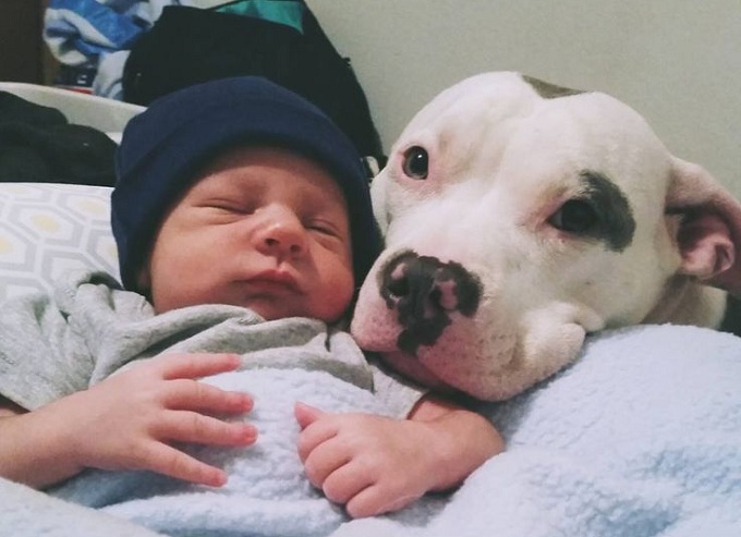 pit-bull-and-baby