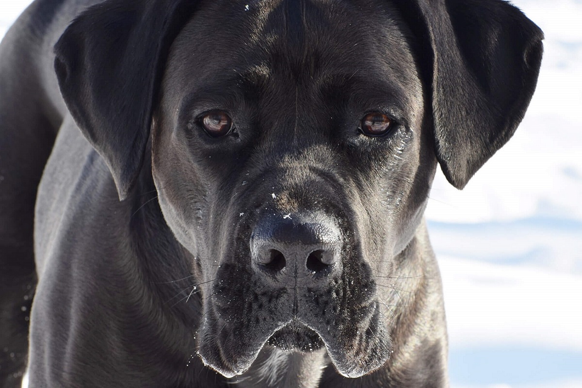 10 razze di cani che non conosci e che ti stupiranno di sicuro